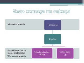 *Produção de óvulos
e espermatozóides
*Hormônios sexuais
Mudanças sexuais Hipotálamo
Hipófise
Foliculoestimulante
(FSH)
Luteinizante
LH
 
