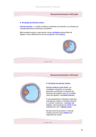 Sistema Reprodutor Feminino




                              13
 