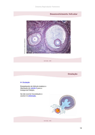 Sistema Reprodutor Feminino




                              14
 