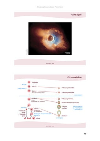 Sistema Reprodutor Feminino




                              15
 