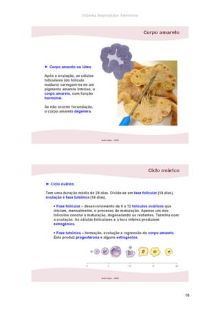 Sistema Reprodutor Feminino




                              16
 