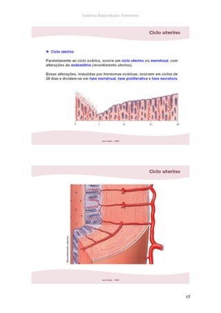 Sistema Reprodutor Feminino




                              17
 