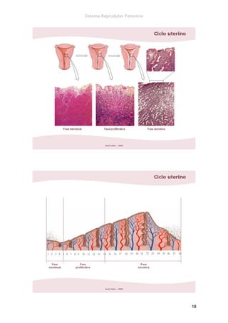 Sistema Reprodutor Feminino




                              18
 