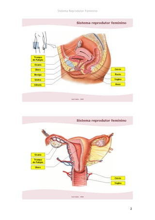 Sistema Reprodutor Feminino




                              2
 