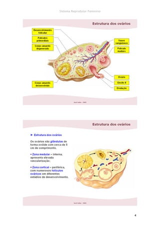 Sistema Reprodutor Feminino




                              4
 