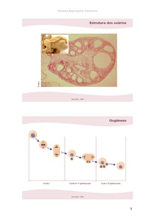 Sistema Reprodutor Feminino




                              5
 