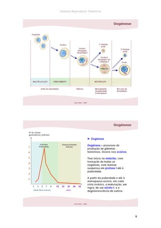 Sistema Reprodutor Feminino




                              6
 