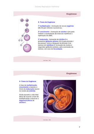 Sistema Reprodutor Feminino




                              7
 