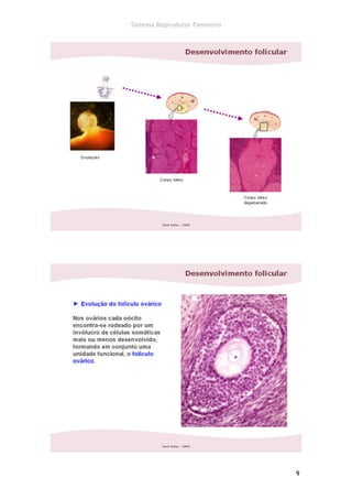 Sistema Reprodutor Feminino




                              9
 