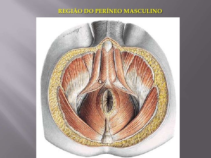 Reprodutor feminino e períneo Reprodutor feminino e períneo
