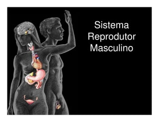 Sistema
Reprodutor
Masculino
 