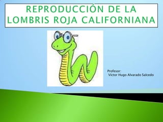 REPRODUCCIÓN DE LA LOMBRIS ROJA CALIFORNIANA Profesor:  Víctor Hugo Alvarado Salcedo 