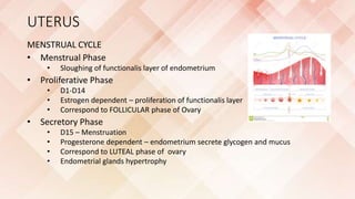 Sluffing Utrius Imaging of female reproductive system RV | PPTX