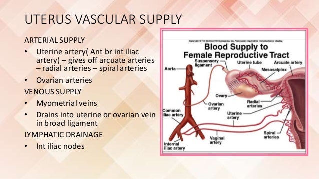 Imaging of female reproductive system RV
