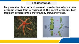 Repro final ppt.pptx a powerpoint presentation | PPTX