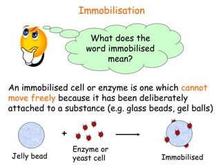 Immobilisation An immobilised cell or enzyme is one which  cannot move freely  because it has been deliberately attached to a substance (e.g. glass beads, gel balls) What does the word immobilised mean? Jelly bead + Enzyme or  yeast cell Immobilised 
