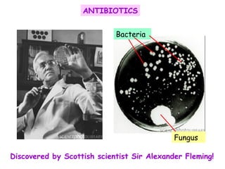 Discovered by Scottish scientist Sir Alexander Fleming! ANTIBIOTICS Fungus Bacteria 