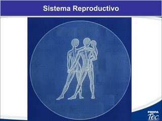 Sistema Reproductivo
 
