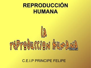 REPRODUCCIÓN HUMANA C.E.I.P PRINCIPE FELIPE 