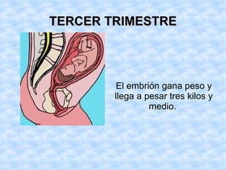 TERCER TRIMESTRE El embrión gana peso y llega a pesar tres kilos y medio.
