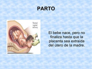 PARTO El bebe nace, pero no finaliza hasta que la placenta sea extraída del útero de la madre.