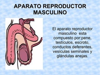 APARATO REPRODUCTOR MASCULINO El aparato reproductor masculino esta compuesto por:pene, testículos, escroto, conductos deferentes, vesículas seminales y glándulas anejas.