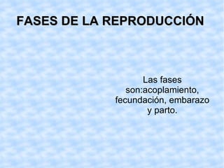 FASES DE LA REPRODUCCIÓN Las fases son:acoplamiento, fecundación, embarazo y parto.