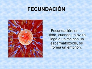 FECUNDACIÓN Fecundación: en el útero, cuando un ovulo llega a unirse con un espermatozoide, se forma un embrión.