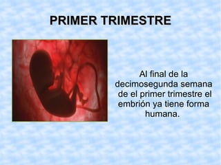 PRIMER TRIMESTRE Al final de la decimosegunda semana de el primer trimestre el embrión ya tiene forma humana.