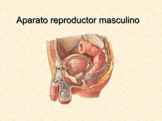 Aparato reproductor masculino
 