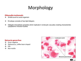 Morphology
Chlamydia trachomatis
 Small,round to ovoid organism
 Envelope consists of two lipid bilayers
 Obligate intracellular parasites which replicate in endocytic vacuoles creating characteristic
cytoplasmic inclusion bodies
Neisseria gonorrhea
 Gram negative
 Diplococcus, coffee bean shaped
 Pilli
 Non motile
 