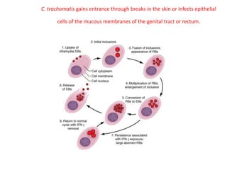 C. trachomatis gains entrance through breaks in the skin or infects epithelial
cells of the mucous membranes of the genital tract or rectum.
 