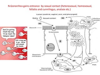N.Gonorrhea gains entrance by sexual contact (heterosexual, homosexual,
fellatio and cunnilingus, analsex etc.)
 
