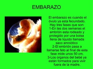 EMBARAZO El embarazo es cuando el óvulo ya esta fecundado. Hay tres fases que son: 1-En las dos semanas el embrión esta ro...