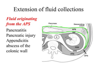 Reproteritoneum Anatomy and Pathology | PPTX