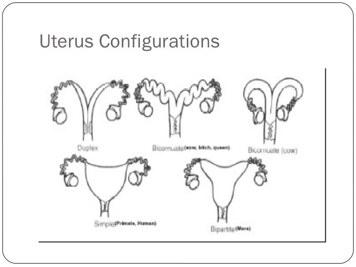 Animal Reproductive Tracts animal-reproductive-tracts