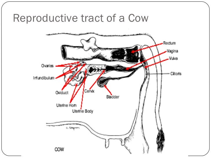 Animal Reproductive Tracts