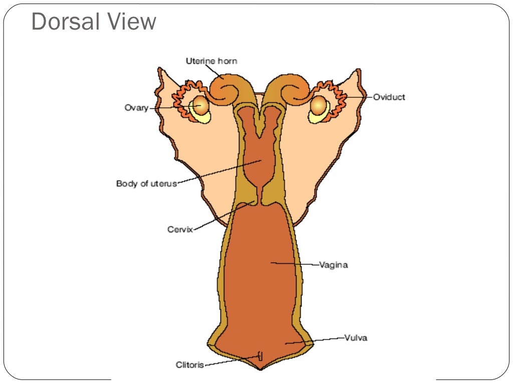 Animal Reproductive Tracts