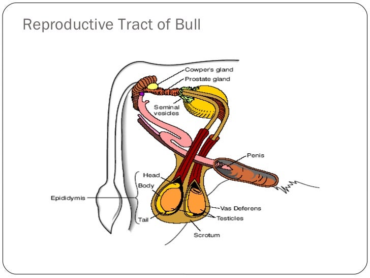 Animal Reproductive Tracts