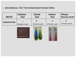 Urease Positive And Negative Bacteria report.pptx