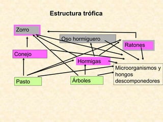 Zorro
Oso hormiguero
Ratones
Conejo
Hormigas
Pasto Árboles
Microorganismos y
hongos
descomponedores
Estructura trófica
 