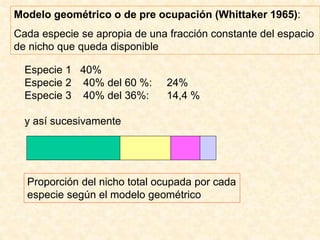 Modelo geométrico o de pre ocupación (Whittaker 1965):
Cada especie se apropia de una fracción constante del espacio
de nicho que queda disponible
Especie 1 40%
Especie 2 40% del 60 %: 24%
Especie 3 40% del 36%: 14,4 %
y así sucesivamente
Proporción del nicho total ocupada por cada
especie según el modelo geométrico
 