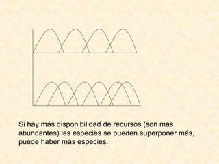 Si hay más disponibilidad de recursos (son más
abundantes) las especies se pueden superponer más,
puede haber más especies.
 