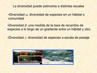 •Diversidad : diversidad de especies a escala de paisaje
La diversidad puede estimarse a distintas escalas
•Diversidad : diversidad de especies en un hábitat o
comunidad
•Diversidad : una medida de la tasa de recambio de
especies a lo largo de un gradiente entre un hábitat y otro.
 