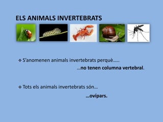 ELS ANIMALS INVERTEBRATS
 S’anomenen animals invertebrats perquè…..
…no tenen columna vertebral.
 Tots els animals invertebrats són…
…ovípars.
 