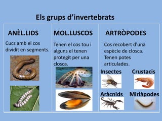 Els grups d’invertebrats
MOL.LUSCOSANÈL.LIDS ARTRÒPODES
Tenen el cos tou i
alguns el tenen
protegit per una
closca.
Cucs amb el cos
dividit en segments.
Cos recobert d’una
espècie de closca.
Tenen potes
articulades.
MiriàpodesAràcnids
Insectes Crustacis
 