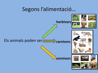 Segons l’alimentació…
Els animals poden ser
herbívors
carnívors
omnívors
 