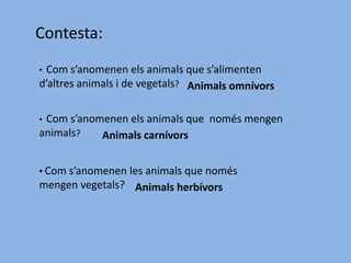 Contesta:
• Com s’anomenen els animals que s’alimenten
d’altres animals i de vegetals? Animals omnívors
• Com s’anomenen els animals que només mengen
animals? Animals carnívors
• Com s’anomenen les animals que només
mengen vegetals? Animals herbívors
 
