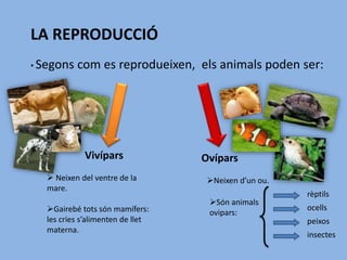 LA REPRODUCCIÓ
• Segons com es reprodueixen, els animals poden ser:
Vivípars
 Neixen del ventre de la
mare.
Gairebé tots són mamífers:
les cries s’alimenten de llet
materna.
Ovípars
Neixen d’un ou.
Són animals
ovipars:
ocells
peixos
rèptils
insectes
 