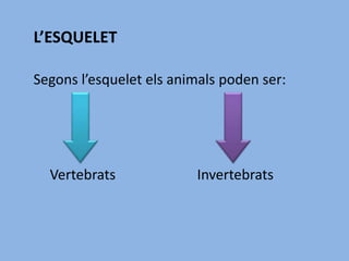 Segons l’esquelet els animals poden ser:
L’ESQUELET
Vertebrats Invertebrats
 